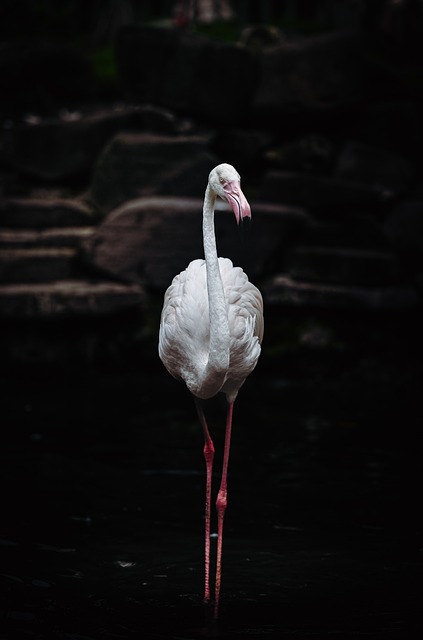 Vogel, Natuur, Dier, Flamingo
