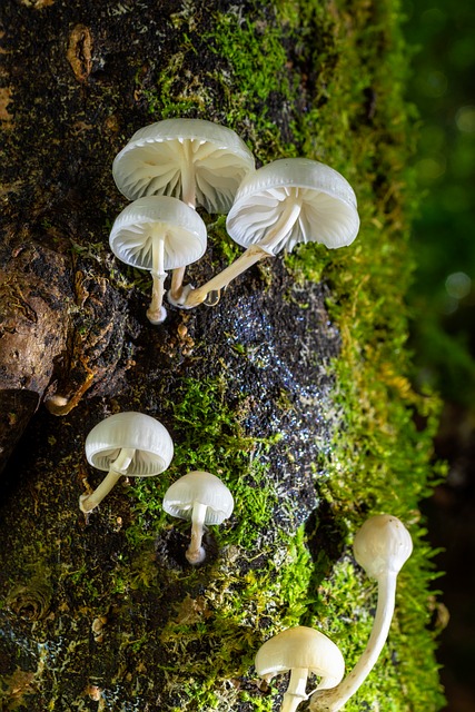 Free Mushrooms Forest photo and picture