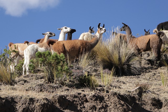 Alpakkaer, Fjell, Peru, Natur