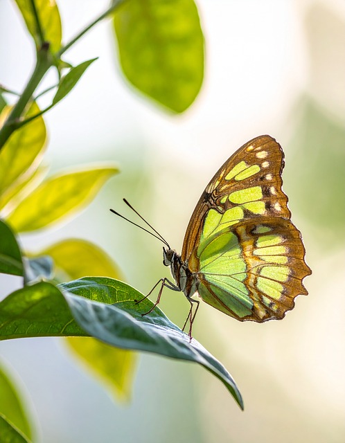 Schmetterling, Natur, Insekt