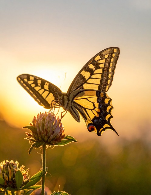 Schmetterling, Natur, Insekt