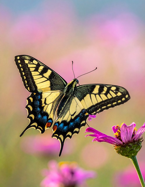 Schmetterling, Natur, Insekt