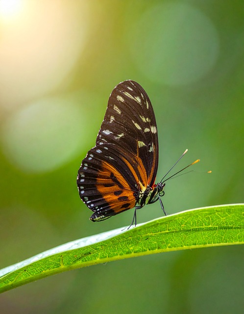 Schmetterling, Natur, Insekt