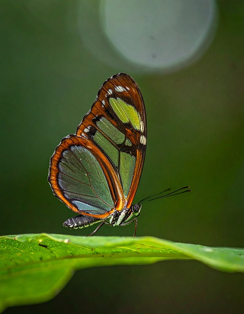 Schmetterling, Natur, Insekt