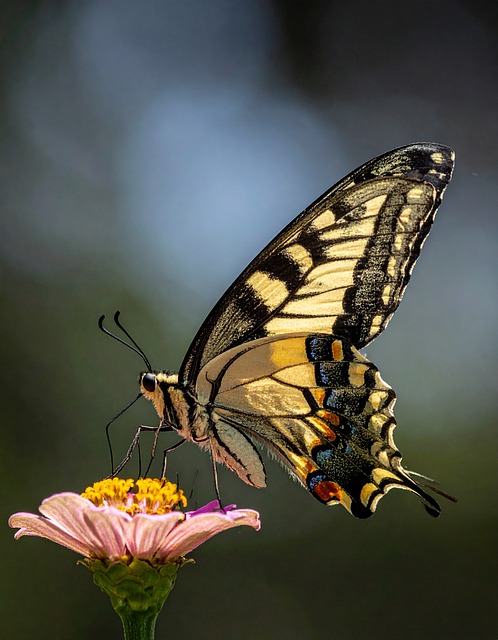 Schmetterling, Natur, Insekt