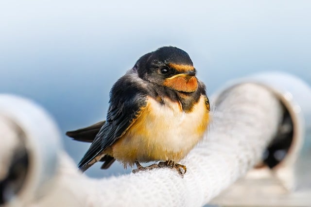 Free Barn Swallow Wild Bird photo and picture