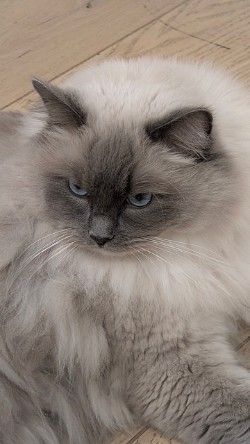 Free Cat Ragdoll photo and picture