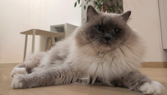 Free Cat Ragdoll photo and picture