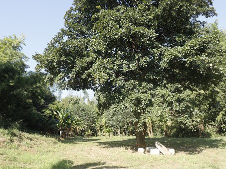 Sanctuarul Indriya Dhutanga, Natură