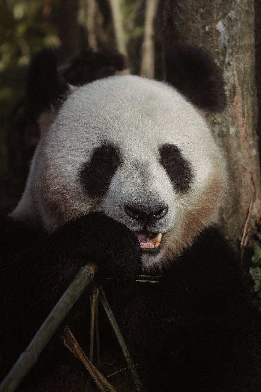 10,000+ Free Panda Images & Red Panda Images - Pixabay