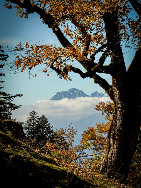 Herbst, Natur, Blätter, Herbstlaub
