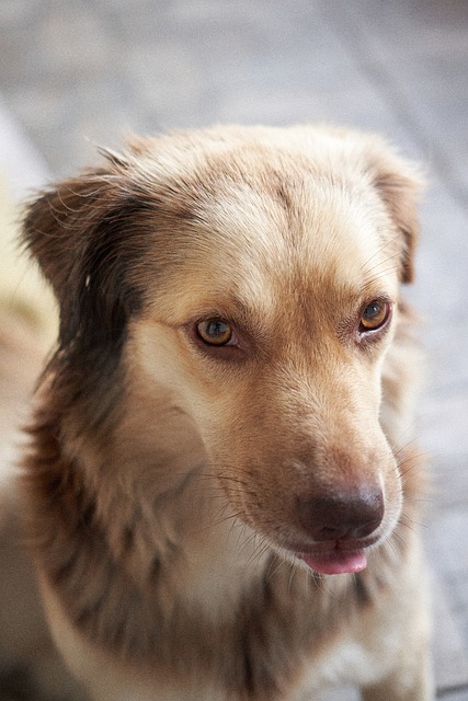 De Hond, Het Dier, Natuur, Portret