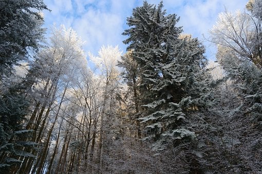 Karpatský, Zasnežený, Les, Krásna