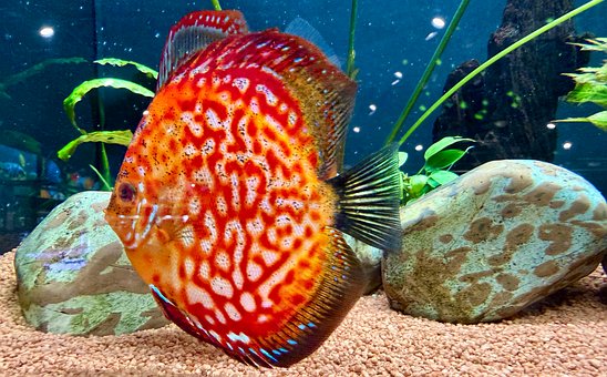 Free Aquarium Discus photo and picture