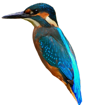 Free Kingfisher Bird photo and picture