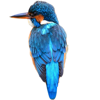 Free Kingfisher Bird photo and picture