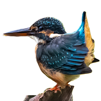Free Kingfisher Bird photo and picture