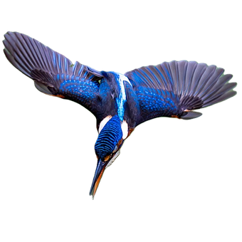 Free Kingfisher Bird photo and picture