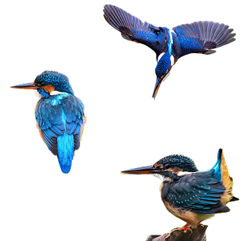 Free Kingfishers Birds photo and picture