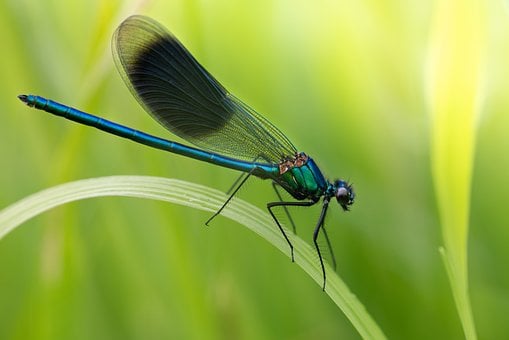Free Dragon-Fly Insect photo and picture