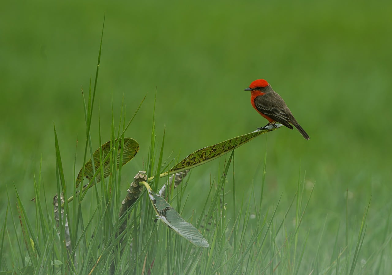 Bird - free online jigsaw puzzle photo