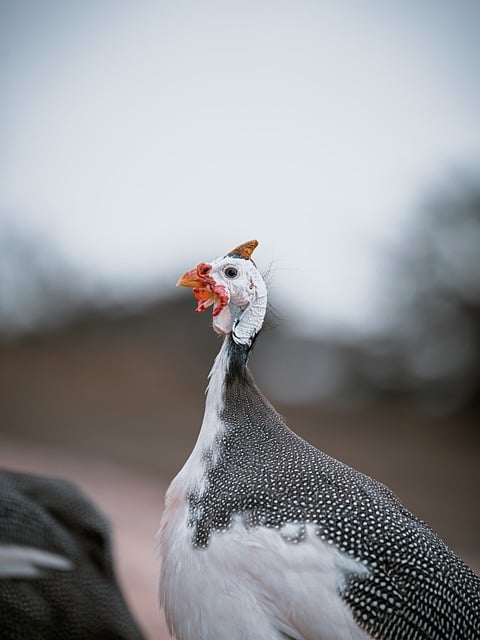 Birds images