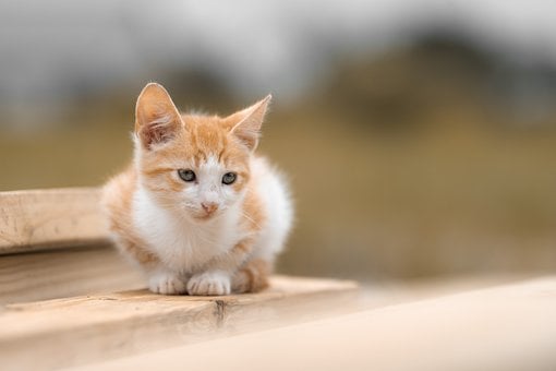 Free Kitten Ginger Fur photo and picture