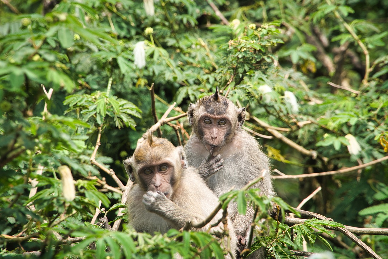 Monkeys Tree Jungle - Free photo on Pixabay