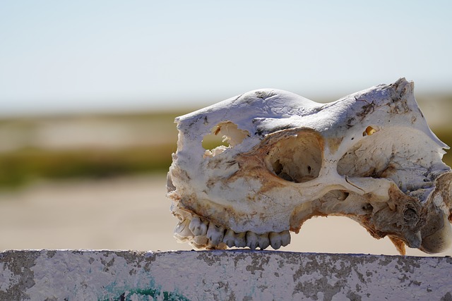 Tierschädel, Etosha, Etosha-Nationalpark
