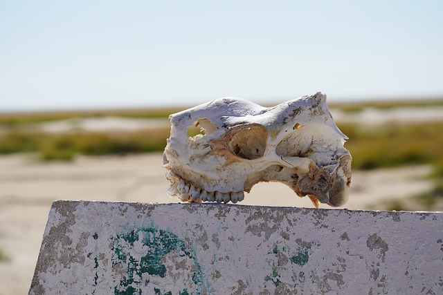 Tierschädel, Etosha, Etosha-Nationalpark