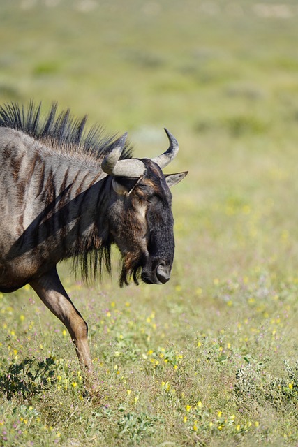 Gnu, Streifengnu, Afrikanisches Gnu