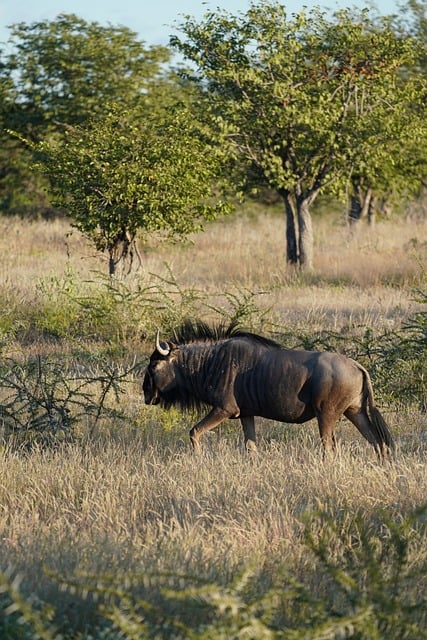 Gnu, Streifengnu, Afrikanisches Gnu