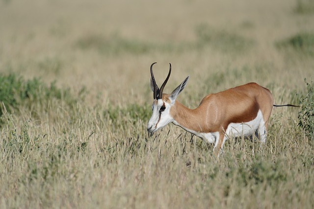 Springbock, Afrikanischer Springbock