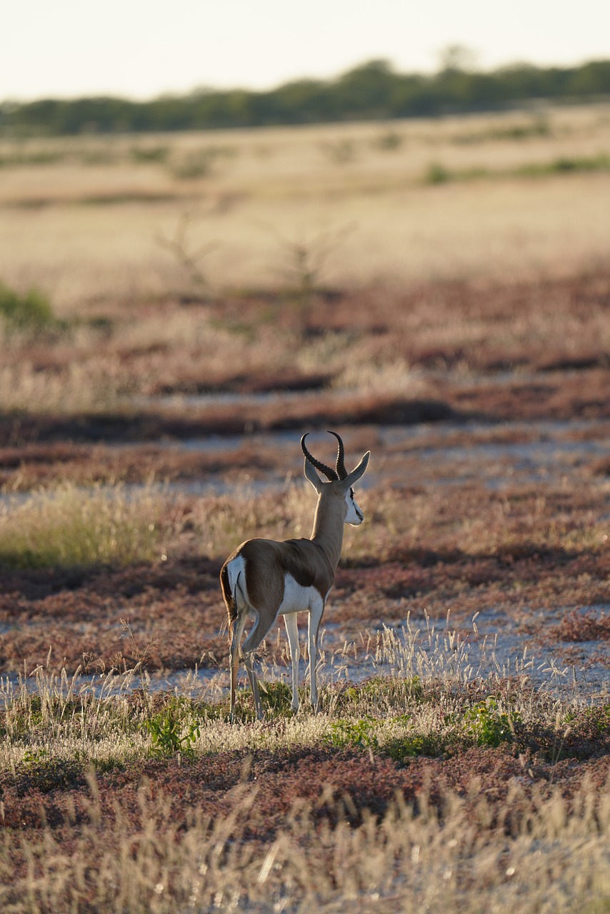 Springbok African - Free photo on Pixabay