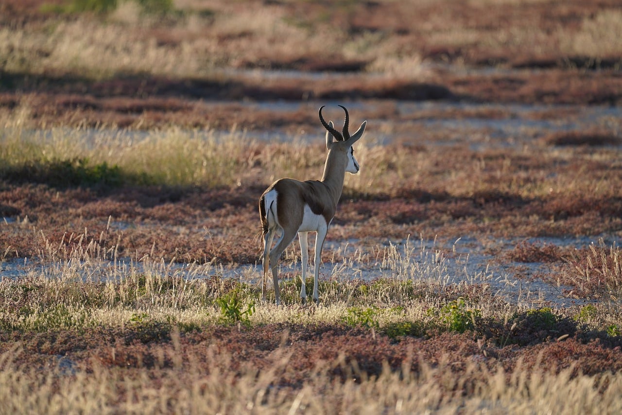 Springbock Picture Springbok African - Free photo on Pixabay