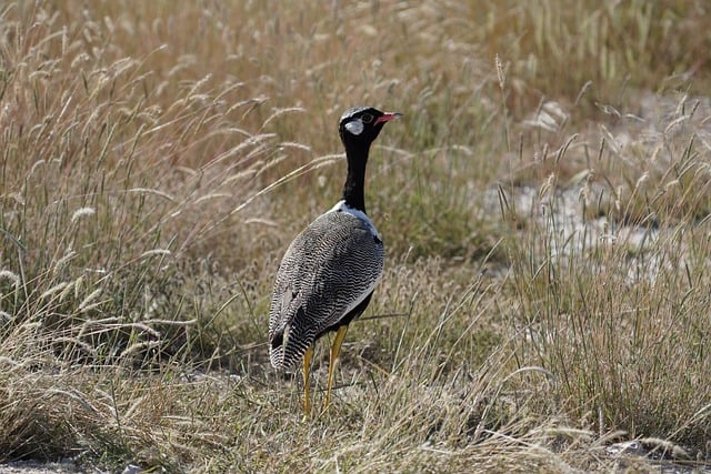 Weißflügeltrappe, Trappe, Vogel