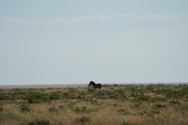 Zebra, Steppenzebra, Afrikanisches Zebra