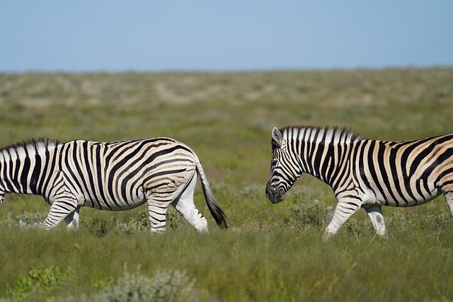 Zebra, Steppenzebra, Afrikanisches Zebra