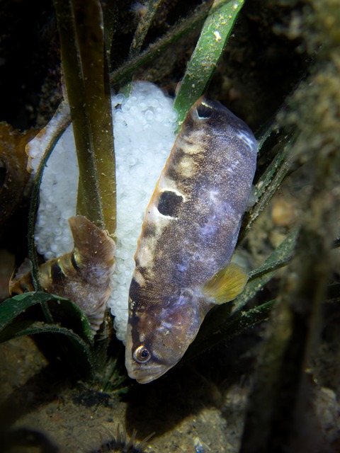 Free Fish Nature photo and picture