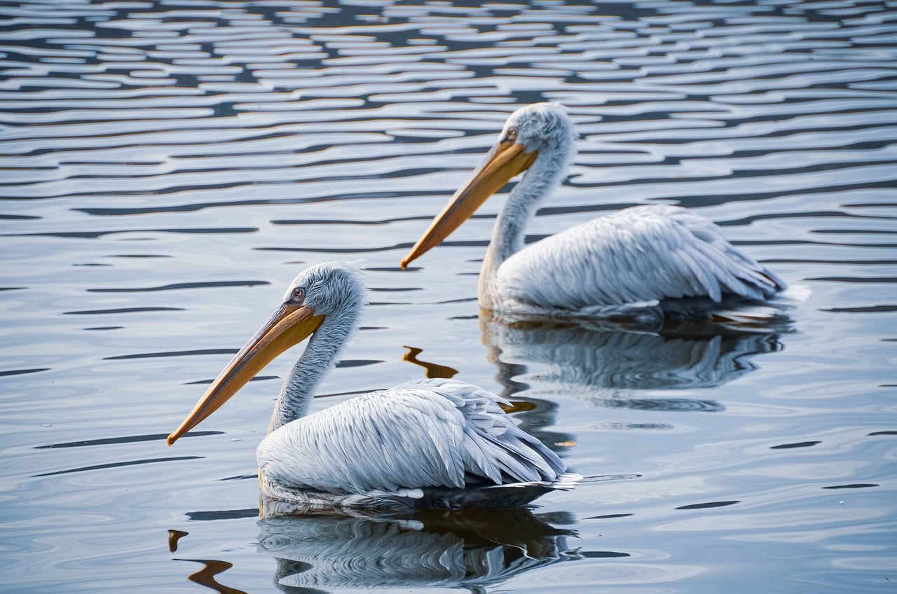 pelican-10049133_1280.jpg