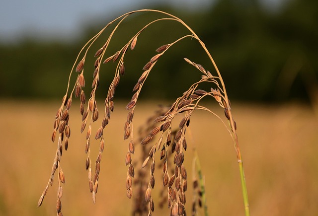 Free Wheat Rice Field photo and picture