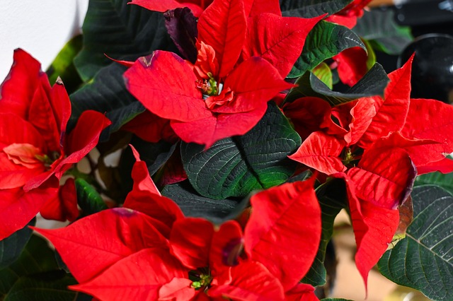 Free Detail Flower photo and picture