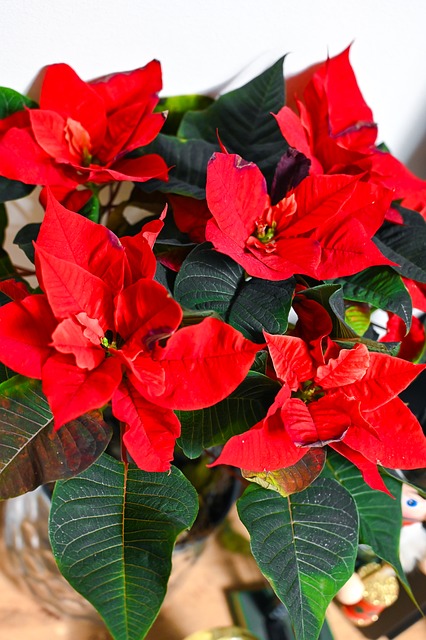 Free Flower Red photo and picture