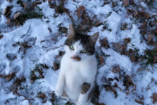 Katze, Haustier, Tier, Natur, Winter