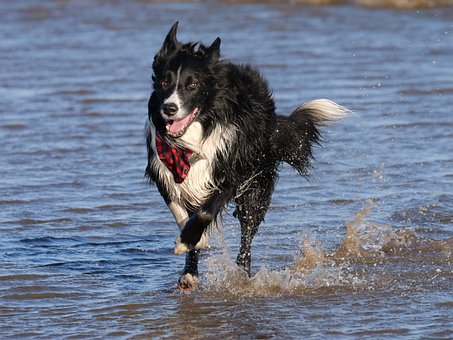 Border Collie, Hund, Dyr, Kæledyr, Natur