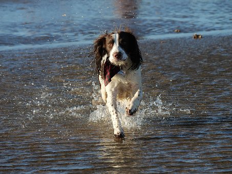 Springer, Hund, Kæledyr, Natur, Spaniel