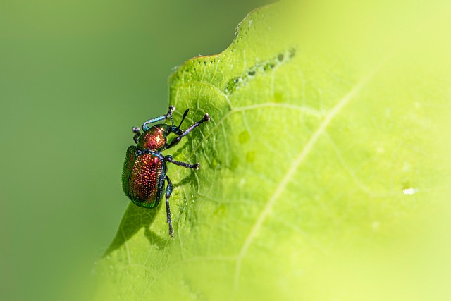 Insectes Ravageurs Insectes Ravageurs Agricoles - Photo gratuite sur Pixabay