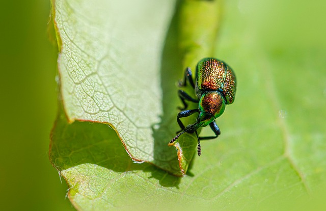 Insectes Ravageurs Insectes Ravageurs Agricoles - Photo gratuite sur Pixabay