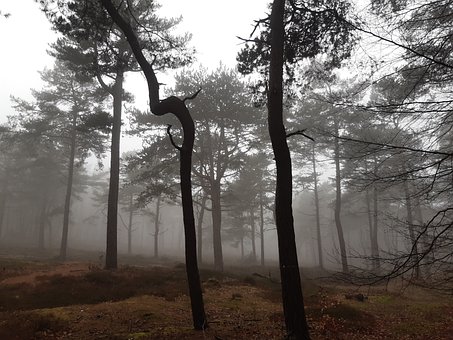 Bosque, Niebla, Invierno, Árboles