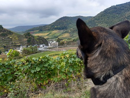 Perro, Viñedo, Montañas, Vista